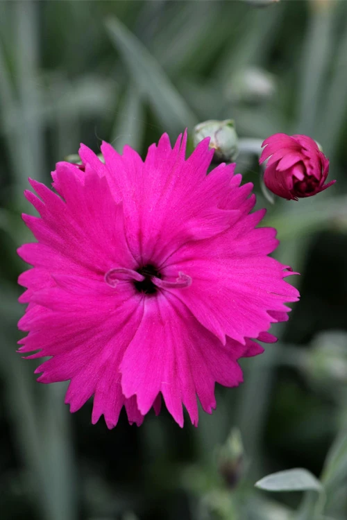 Neon Star Dianthus (Carnation) - 10 Pack Of Quart Pots 4 Neon Star Dianthus (Carnation) - 10 Pack Of Quart Pots - Image 4