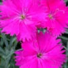 Neon Star Dianthus (Carnation) - 5 Pack Of Quart Pots