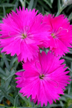 Neon Star Dianthus (Carnation) - 5 Pack Of Quart Pots