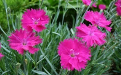 Neon Star Dianthus (Carnation) - 5 Pack Of Quart Pots 10 Neon Star Dianthus (Carnation) - 5 Pack Of Quart Pots -Wilson Bros Gardens dianthus neon star 4 1