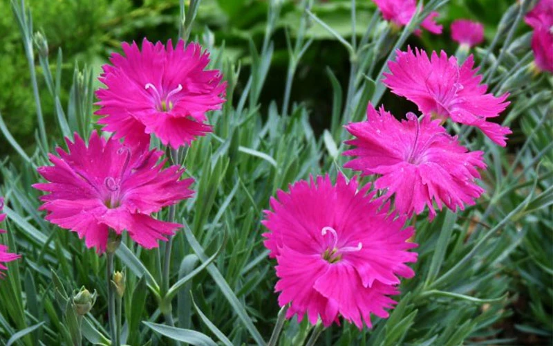 Neon Star Dianthus (Carnation) - 5 Pack Of Quart Pots 5 Neon Star Dianthus (Carnation) - 5 Pack Of Quart Pots - Image 5