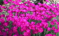 Neon Star Dianthus (Carnation) - 5 Pack Of Quart Pots 11 Neon Star Dianthus (Carnation) - 5 Pack Of Quart Pots -Wilson Bros Gardens dianthus neon star 5 1