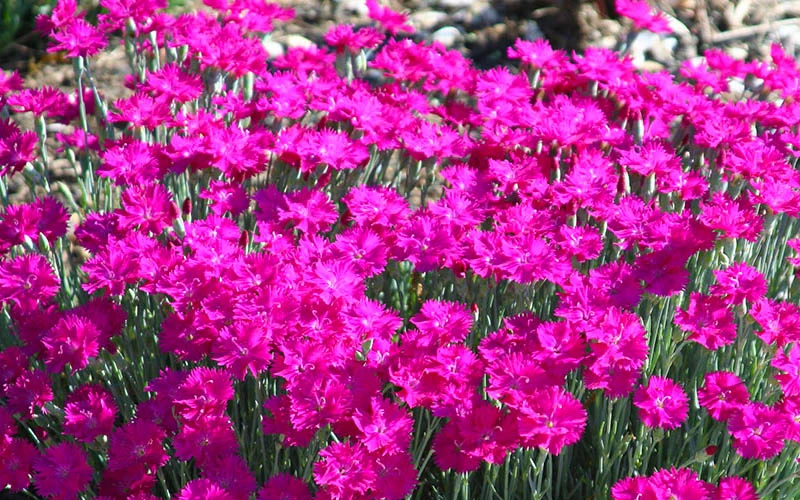 Neon Star Dianthus (Carnation) - 10 Pack Of Quart Pots 6 Neon Star Dianthus (Carnation) - 10 Pack Of Quart Pots - Image 6