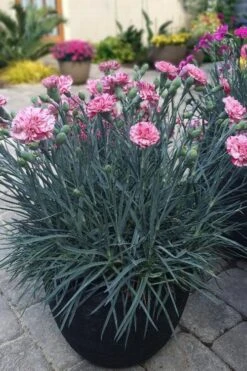 Pinball Wizard Dianthus - 1 Gallon Pot 15 Pinball Wizard Dianthus - 1 Gallon Pot -Wilson Bros Gardens dianthus pinball wizard 10 1