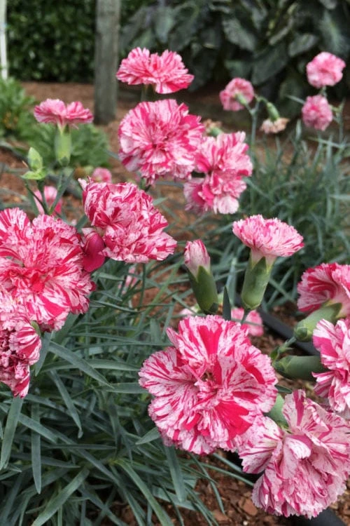 Pinball Wizard Dianthus - 1 Gallon Pot 4 Pinball Wizard Dianthus - 1 Gallon Pot - Image 4