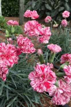 Pinball Wizard Dianthus - 6-Pack Of 1 Gallon Pots 13 Pinball Wizard Dianthus - 6-Pack Of 1 Gallon Pots -Wilson Bros Gardens dianthus pinball wizard 5