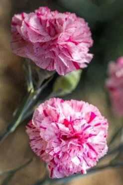 Pinball Wizard Dianthus - 1 Gallon Pot 18 Pinball Wizard Dianthus - 1 Gallon Pot -Wilson Bros Gardens dianthus pinball wizard 7 1