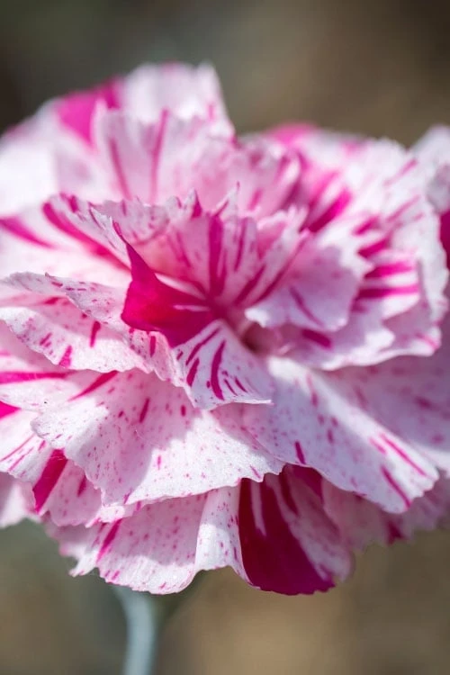 Pinball Wizard Dianthus - 1 Gallon Pot 10 Pinball Wizard Dianthus - 1 Gallon Pot - Image 10