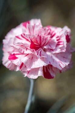 Pinball Wizard Dianthus - 6-Pack Of 1 Gallon Pots 16 Pinball Wizard Dianthus - 6-Pack Of 1 Gallon Pots -Wilson Bros Gardens dianthus pinball wizard 9