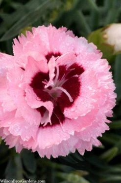 Raspberry Surprise Dianthus - 1 Gallon Pot