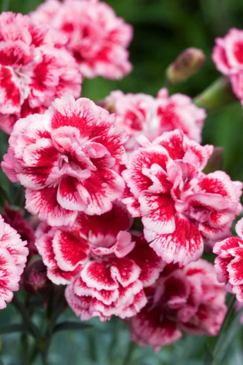 Scent First 'Sugar Plum' Dianthus (Carnation) - 5 Pack Of Quart Pots 6 Scent First 'Sugar Plum' Dianthus (Carnation) - 5 Pack Of Quart Pots - Image 6