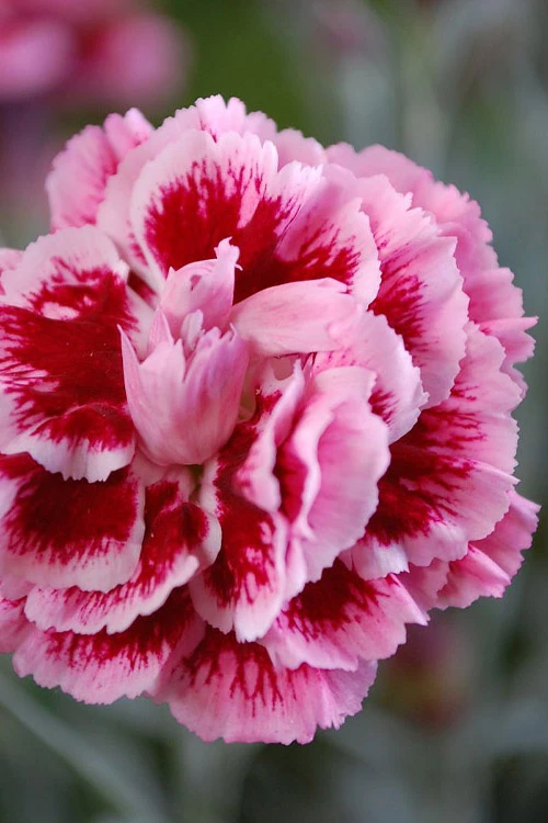 Scent First 'Sugar Plum' Dianthus (Carnation) - 5 Pack Of Quart Pots 1 Scent First 'Sugar Plum' Dianthus (Carnation) - 5 Pack Of Quart Pots