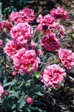 Scent First 'Sugar Plum' Dianthus (Carnation) - 5 Pack Of Quart Pots 9 Scent First 'Sugar Plum' Dianthus (Carnation) - 5 Pack Of Quart Pots -Wilson Bros Gardens dianthus scent first sugar plum 7