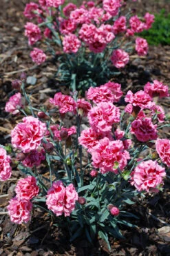 Scent First 'Sugar Plum' Dianthus (Carnation) - 5 Pack Of Quart Pots 10 Scent First 'Sugar Plum' Dianthus (Carnation) - 5 Pack Of Quart Pots -Wilson Bros Gardens dianthus scent first sugar plum 8