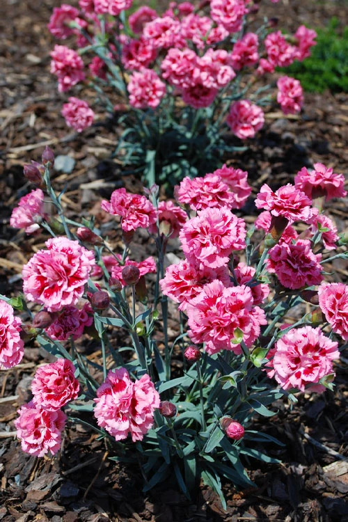 Scent First 'Sugar Plum' Dianthus (Carnation) - 5 Pack Of Quart Pots 5 Scent First 'Sugar Plum' Dianthus (Carnation) - 5 Pack Of Quart Pots - Image 5