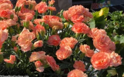 Super Trouper Orange Dianthus (Carnation) - 10 Pack Of Quart Pots 8 Super Trouper Orange Dianthus (Carnation) - 10 Pack Of Quart Pots -Wilson Bros Gardens dianthus supertrouper orange 10 2