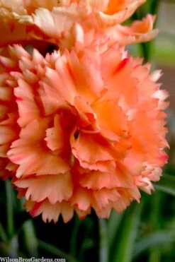 Super Trouper Orange Dianthus (Carnation) - 5 Pack Of Quart Pots