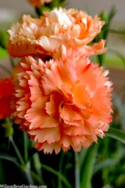 Super Trouper Orange Dianthus (Carnation) - 10 Pack Of Quart Pots 9 Super Trouper Orange Dianthus (Carnation) - 10 Pack Of Quart Pots -Wilson Bros Gardens dianthus supertrouper orange 9 2
