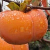 Fuyu Persimmon Tree - 7 Gallon Pot