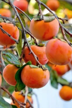 Fuyu Persimmon Tree - 3 Gallon Pot -Wilson Bros Gardens diospyros kaki fuyu persimmon tree 3 1