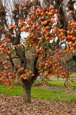 Fuyu Persimmon Tree - 3 Gallon Pot -Wilson Bros Gardens diospyros kaki fuyu persimmon tree 5 1