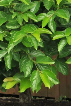 Fuyu Persimmon Tree - 7 Gallon Pot -Wilson Bros Gardens diospyros kaki fuyu persimmon tree 6