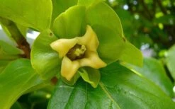 Fuyu Persimmon Tree - 3 Gallon Pot -Wilson Bros Gardens diospyros kaki fuyu persimmon tree 9 2