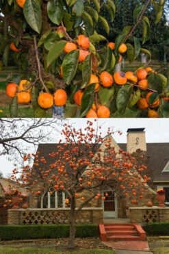 Izu Japanese Persimmon Tree - 7 Gallon Pot -Wilson Bros Gardens diospyros kaki izu persimmon tree 2