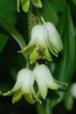 Evergreen Solomon's Seal (Disporopsis Pernyi) - 1 Gallon Pot -Wilson Bros Gardens disporopsis pernyi evergreen solomons seal 1