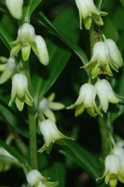 Evergreen Solomon's Seal (Disporopsis Pernyi) - 1 Gallon Pot -Wilson Bros Gardens disporopsis pernyi evergreen solomons seal 2