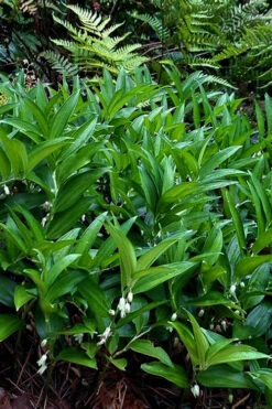 Evergreen Solomon's Seal (Disporopsis Pernyi) - 1 Gallon Pot -Wilson Bros Gardens disporopsis pernyi evergreen solomons seal 3