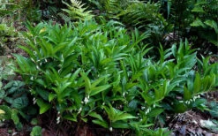Evergreen Solomon's Seal (Disporopsis Pernyi) - 1 Gallon Pot -Wilson Bros Gardens disporopsis pernyi evergreen solomons seal 4
