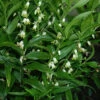 Evergreen Solomon's Seal (Disporopsis Pernyi) - 1 Gallon Pot