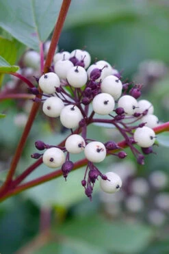 Arctic Fire Red Twig Dogwood - 3 Gallon Pot -Wilson Bros Gardens dogwood red osier 500x750 1