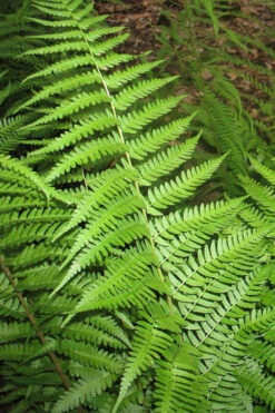Dixie Wood Fern - Dryopteris Australis - 6 Pack Of 1 Gallon Pots -Wilson Bros Gardens dryopteris australis dixie wood fern 10
