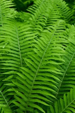 Dixie Wood Fern - Dryopteris Australis - 6 Pack Of 1 Gallon Pots -Wilson Bros Gardens dryopteris australis dixie wood fern 12
