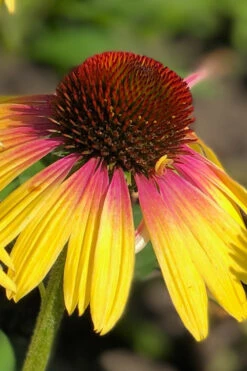 Yellow Rainbow Marcella Coneflower - 1 Gallon Pot -Wilson Bros Gardens echinacea butterfly yellow rainbow marcella coneflower 1