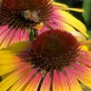 Yellow Rainbow Marcella Coneflower - 1 Gallon Pot