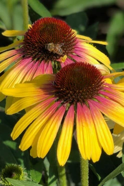 Yellow Rainbow Marcella Coneflower - 1 Gallon Pot -Wilson Bros Gardens echinacea butterfly yellow rainbow marcella coneflower 4