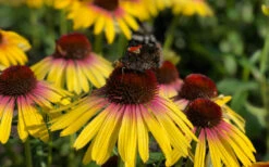 Yellow Rainbow Marcella Coneflower - 1 Gallon Pot -Wilson Bros Gardens echinacea butterfly yellow rainbow marcella coneflower 6