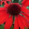 Panama Red Coneflower (Echinacea) - 1 Gallon Pot