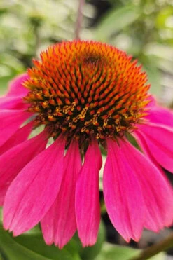 Panama Rose Everblooming Coneflower (Echinacea) - 1 Gallon Pot 8 Panama Rose Everblooming Coneflower (Echinacea) - 1 Gallon Pot -Wilson Bros Gardens echinacea purpurea panama rose coneflower 1 1