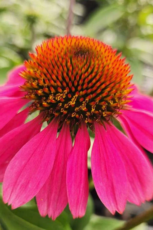 Panama Rose Everblooming Coneflower (Echinacea) - 1 Gallon Pot 4 Panama Rose Everblooming Coneflower (Echinacea) - 1 Gallon Pot - Image 4