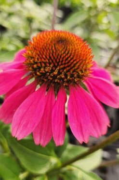 Panama Rose Everblooming Coneflower (Echinacea) - 1 Gallon Pot 9 Panama Rose Everblooming Coneflower (Echinacea) - 1 Gallon Pot -Wilson Bros Gardens echinacea purpurea panama rose coneflower 2 1