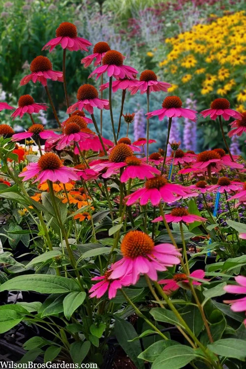 Panama Rose Everblooming Coneflower (Echinacea) - 1 Gallon Pot 1 Panama Rose Everblooming Coneflower (Echinacea) - 1 Gallon Pot