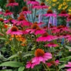 Panama Rose Everblooming Coneflower (Echinacea) - 5 Pack Of Quart Pots