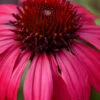 Sombrero Baja Burgundy Coneflower (Echinacea) - 1 Gallon Pot