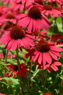 Sombrero Baja Burgundy Coneflower (Echinacea) - 1 Gallon Pot 9 Sombrero Baja Burgundy Coneflower (Echinacea) - 1 Gallon Pot -Wilson Bros Gardens echinacea sombrero baja burgundy coneflower 12