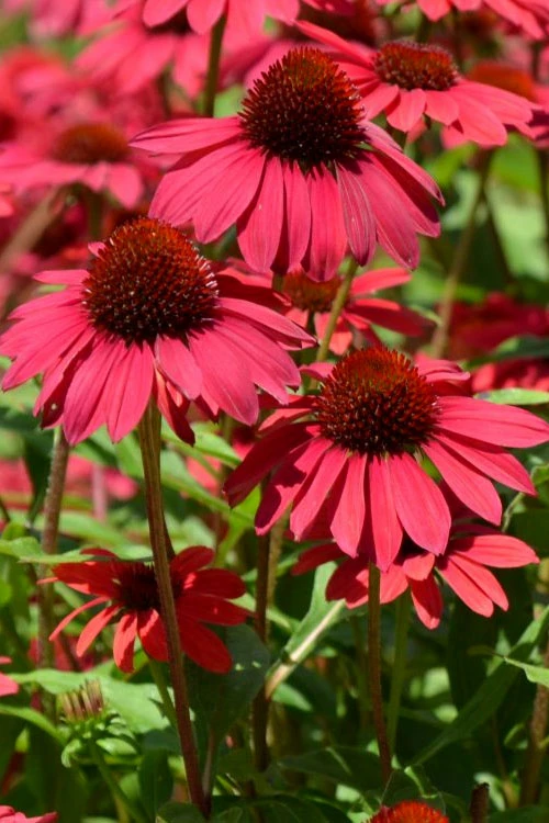 Sombrero Baja Burgundy Coneflower (Echinacea) - 1 Gallon Pot 5 Sombrero Baja Burgundy Coneflower (Echinacea) - 1 Gallon Pot - Image 5
