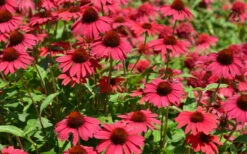 Sombrero Baja Burgundy Coneflower (Echinacea) - 1 Gallon Pot 8 Sombrero Baja Burgundy Coneflower (Echinacea) - 1 Gallon Pot -Wilson Bros Gardens echinacea sombrero baja burgundy coneflower 13